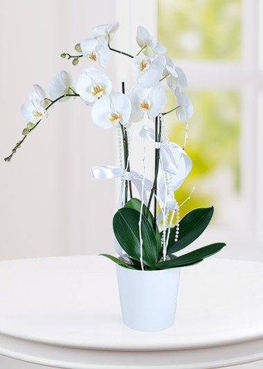 Beyaz Orkide iei